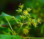 javor poľný acer campestre kvet