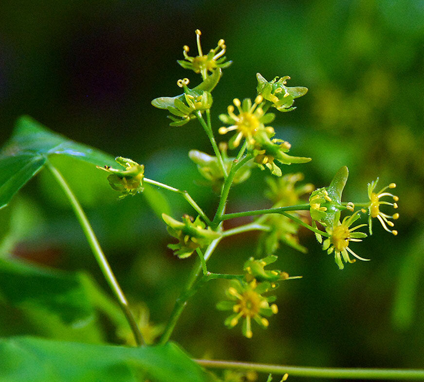 javor poľný acer campestre kvet