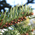 jedľa Nordmannova ihličie