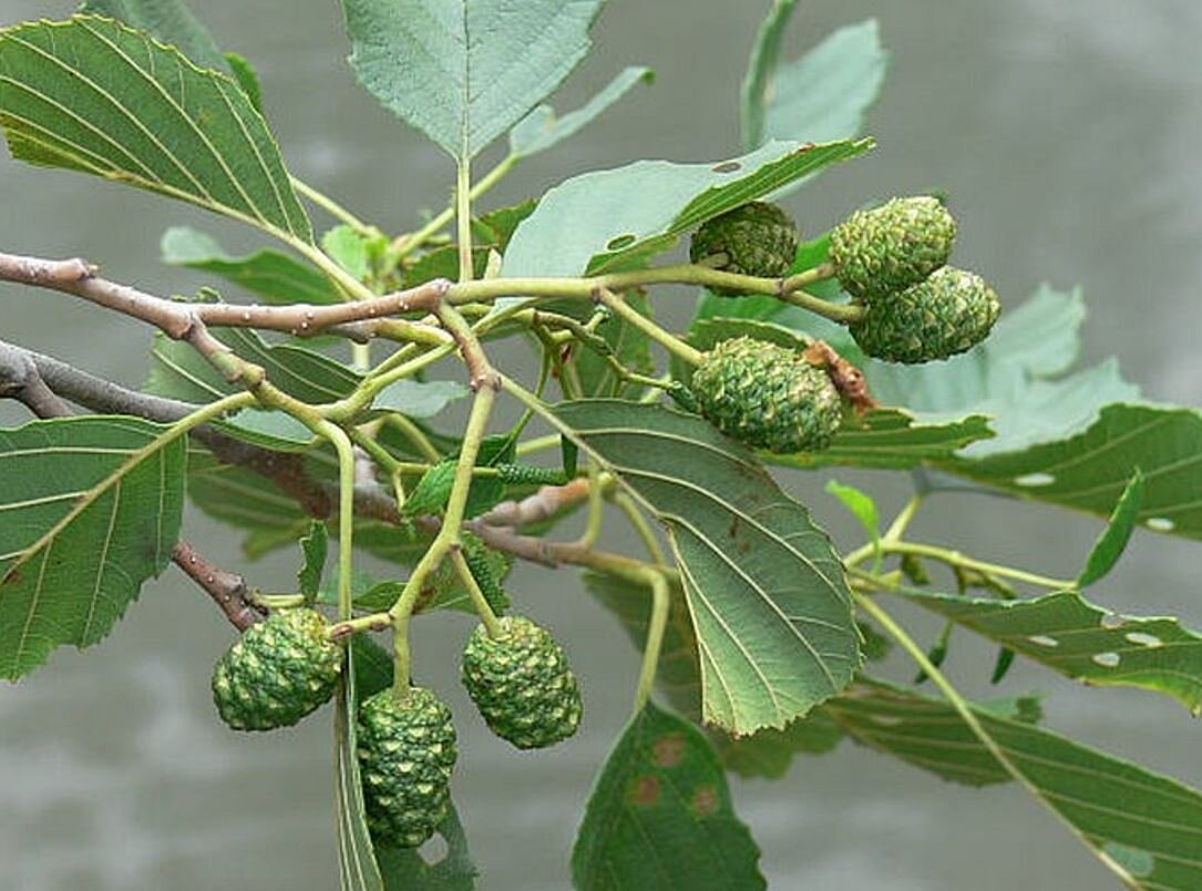 ješla lepkavá alnus glutinosa listy plody šištice