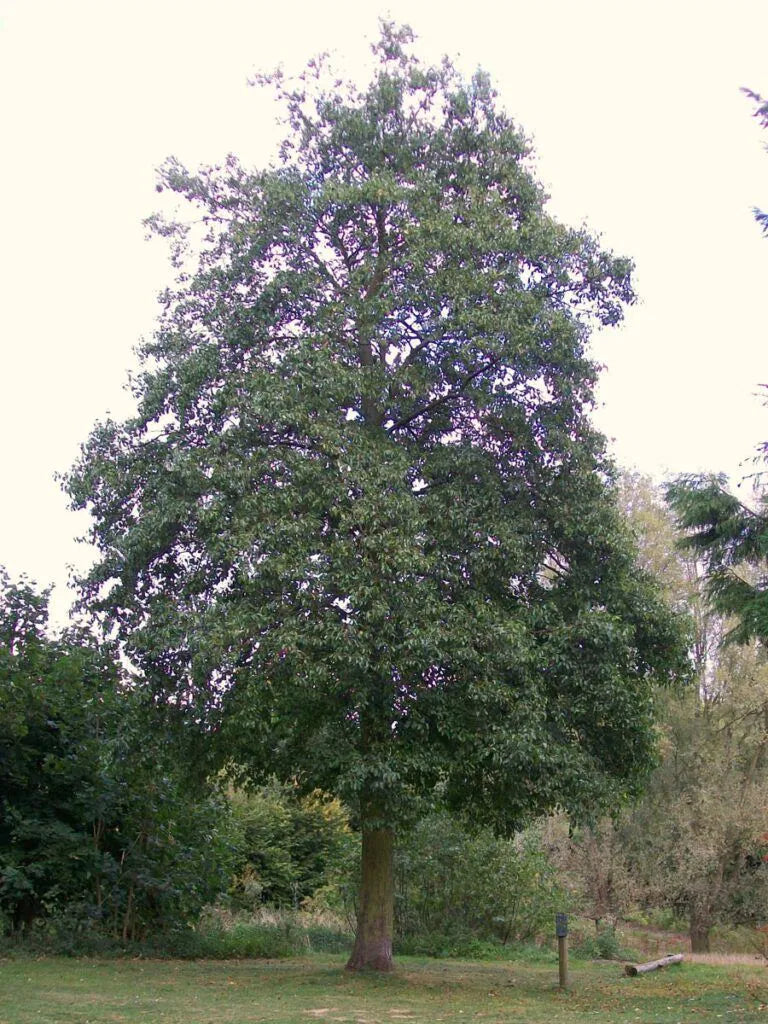 Jelša srdcovitá strom 