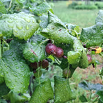 josta plody ribes josta