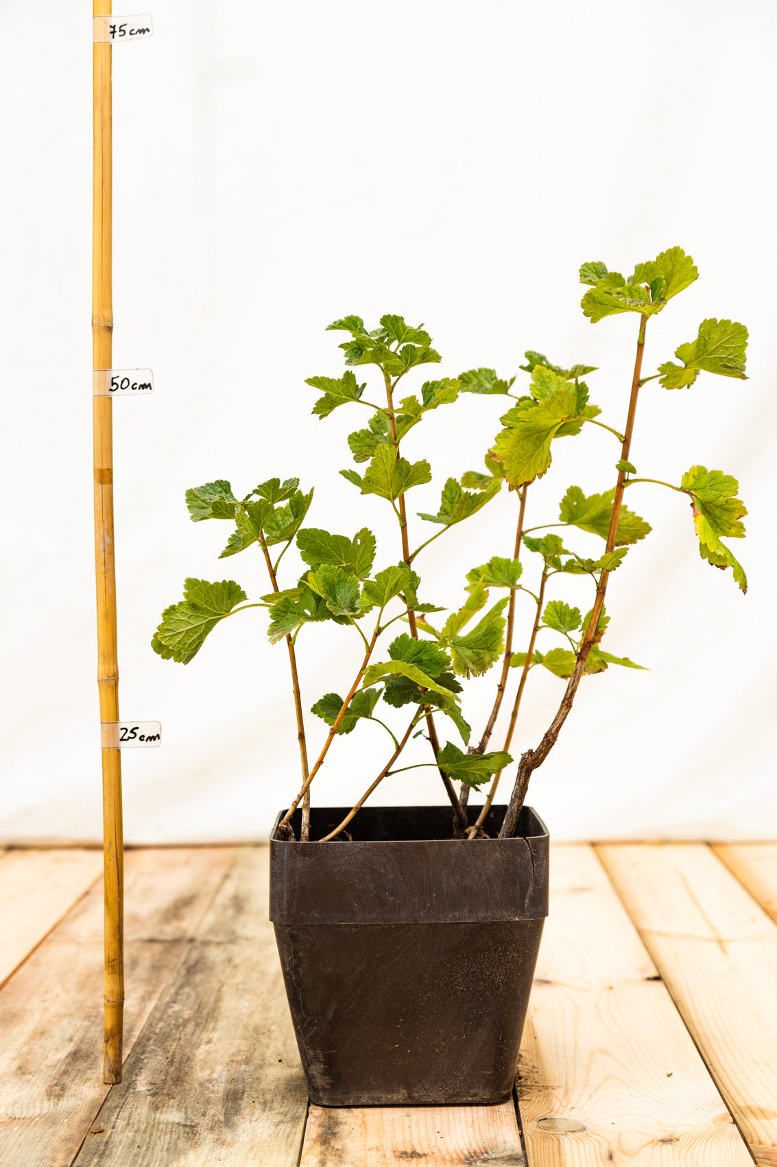 josta rastlina kontajner ribes josta