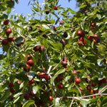 Jujuba čínska Li plody strom detail