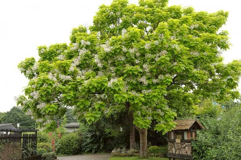 katalpa bignoniovita catalpa bignonioides strom