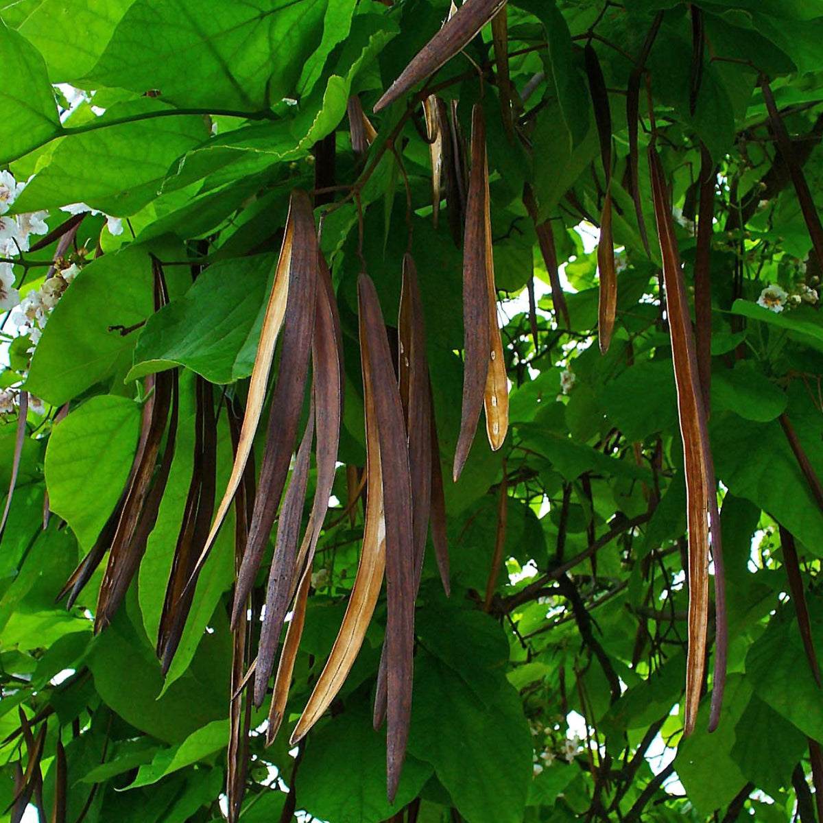 katalpa bignoniovita catalpa bignonioides strom plody
