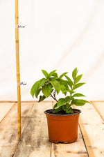 Kiwi Ananasnaja rastlina kontajner 	
OKKANANK