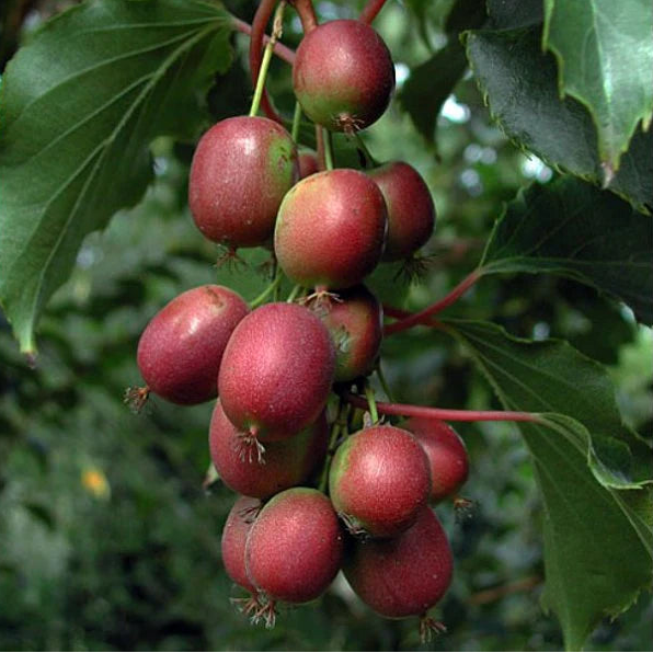 Kiwi Hardy Red plody detail