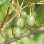 Kiwi Issai plody detail