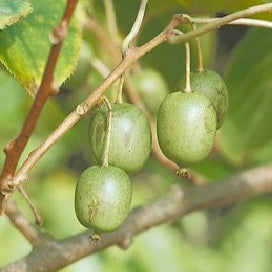 Kiwi Issai plody detail