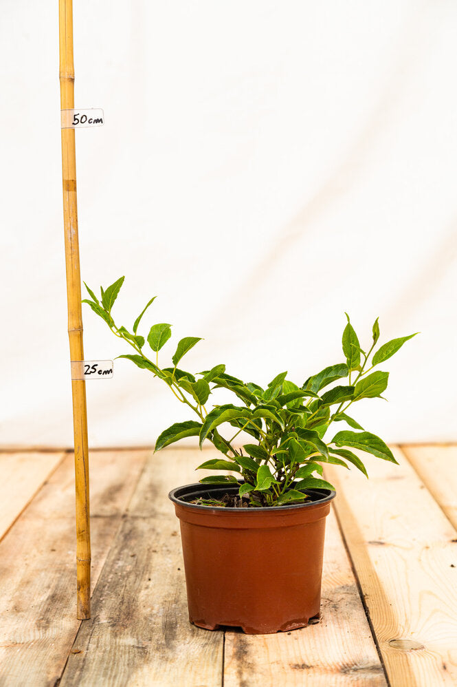 Kiwi Prince Jumbo rastlina kontajner 	
OKKPRIJK