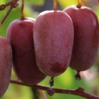 Kiwi Purpurna Sadowa plody detail ovocný ker exotické ovocie 