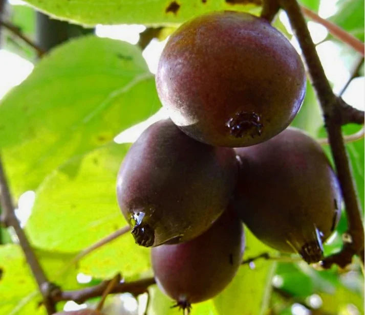 Kiwi Purpurna Sadowa plody detail ovocný ker exotické ovocie 