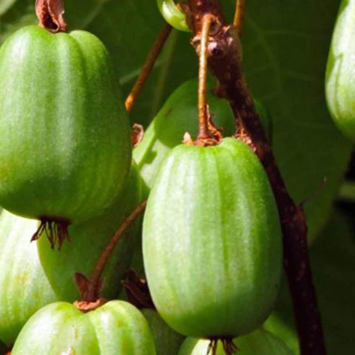 Kiwi Sentyabrskaja plody detail