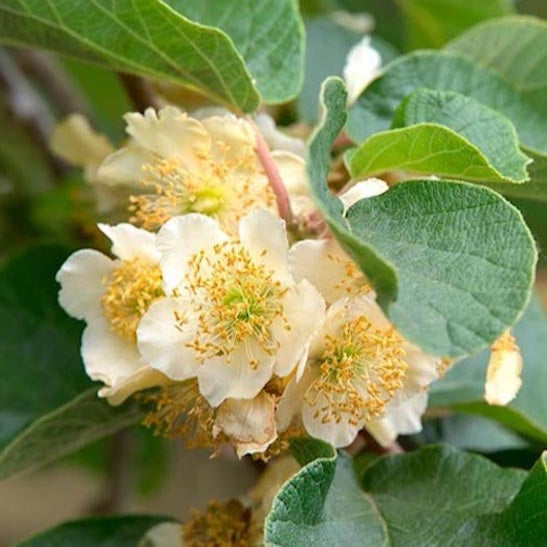 Kiwi Tomuri, opeľovač detail kvet ovocný ker