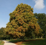 Ľaliovník tulipánokvetý strom