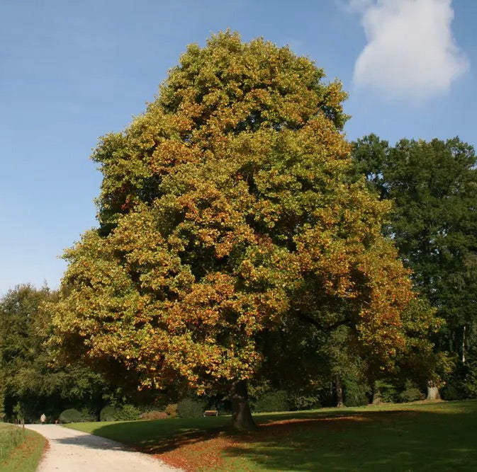 Ľaliovník tulipánokvetý strom