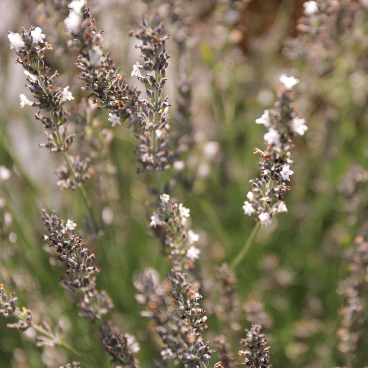 Levanduľa prostredná Edelweiss 
Lavandula x intermedia Edelweiss OTLEVEDELWK