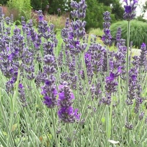 Levanduľa Richard Gray 
Lavandula × chaytorae Richard Gray fialové kvety 		
TBLEVRICGRAK
