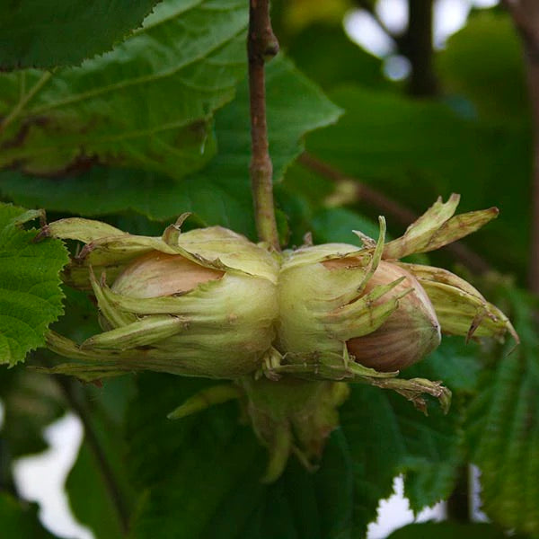 lieska Nottingham corylus maxima plody