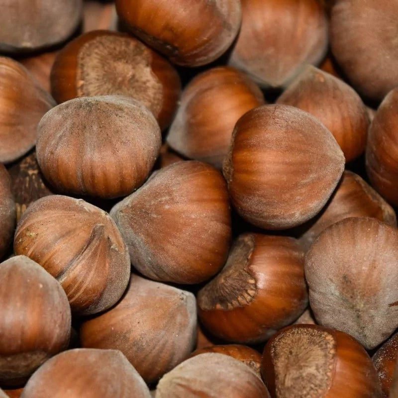 Lieska Corabel detail plody