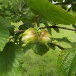 Lieska Gunslebert plody detail lieskové orechy