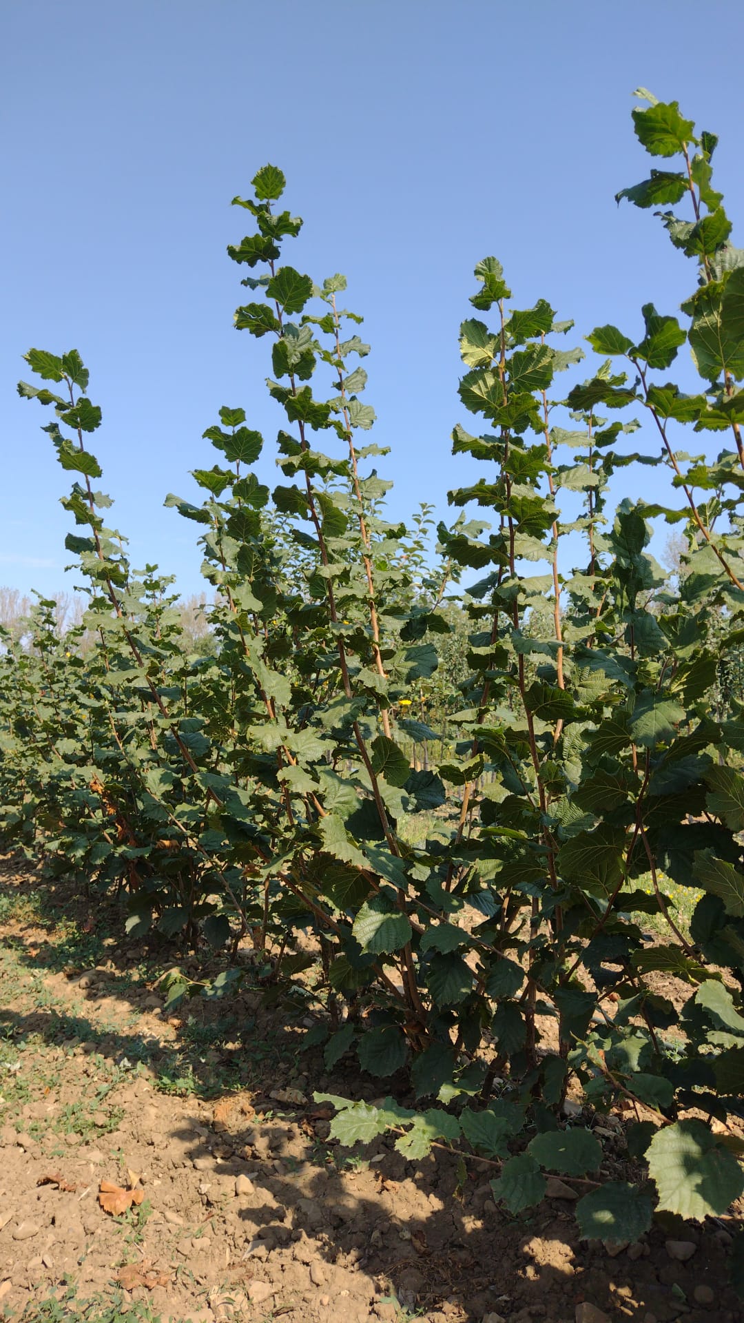 lieska Hallská obrovská corylus avellana ker