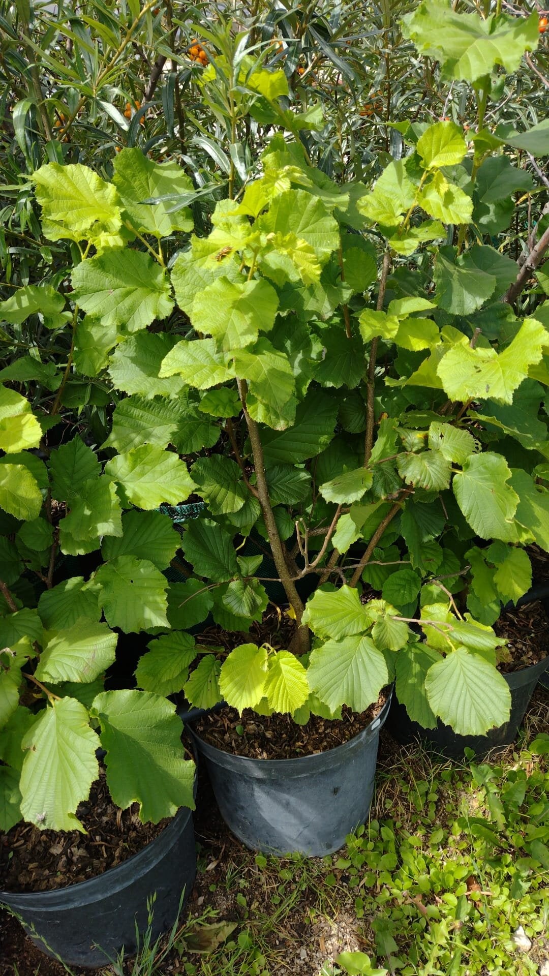 lieska lombardska biela kontajner 	
LKLLOMBK