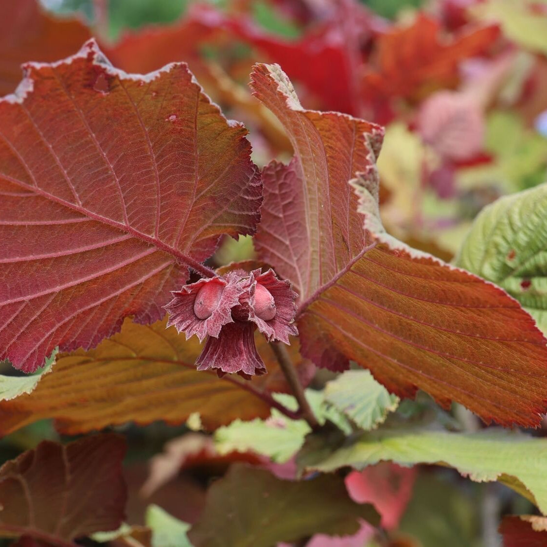 lieska Lombardská čevrená corylus avellana plody  červené listy