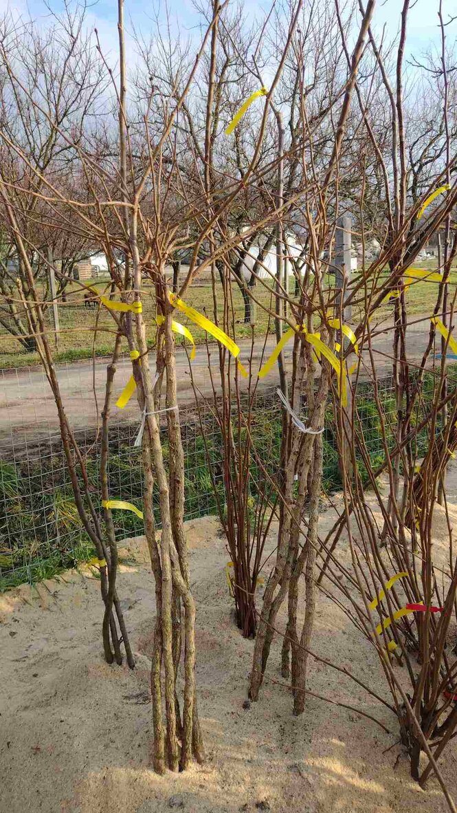 lieska Lombardská červená corylus avellana strom štepený na lieske tureckej 	
LSLLOMCSKV