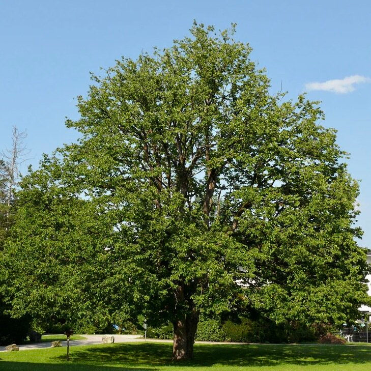 lieska turecka corylus colurna strom