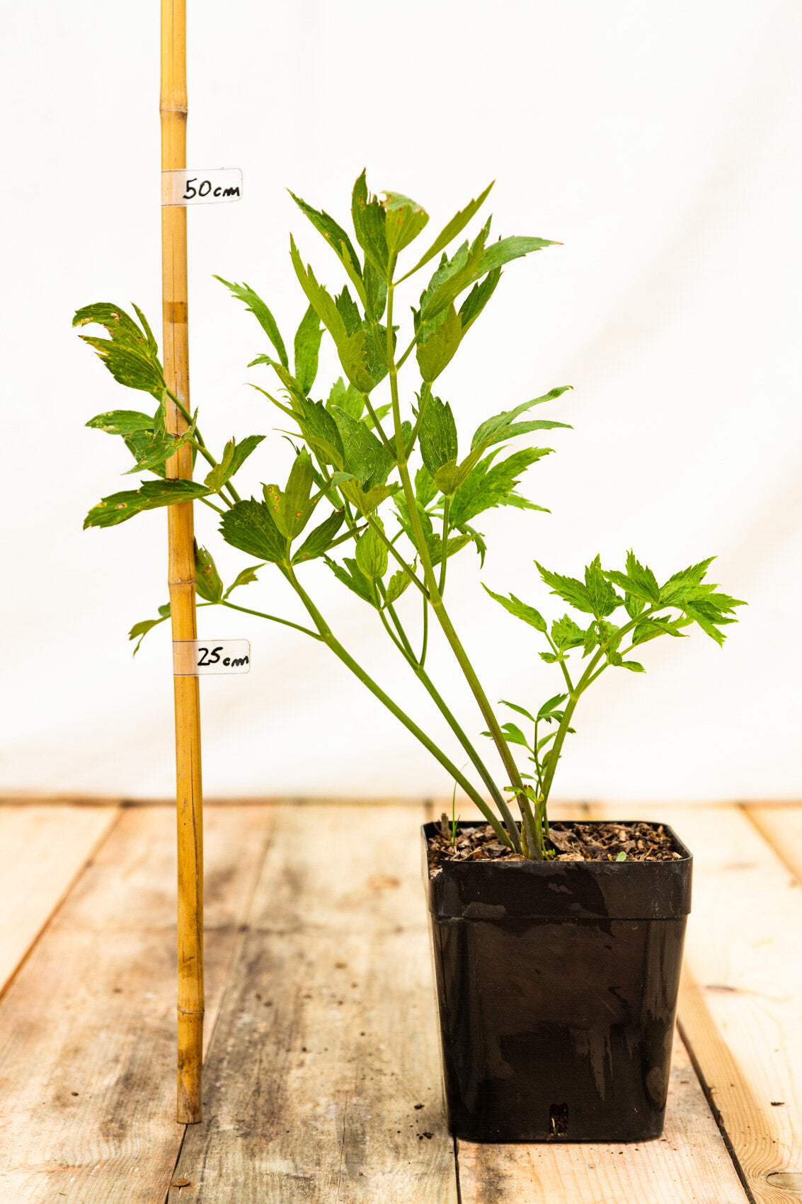 ligurcek lekarsky Levisticum officinale zelené listy bylinka kontajner OBLLEKK