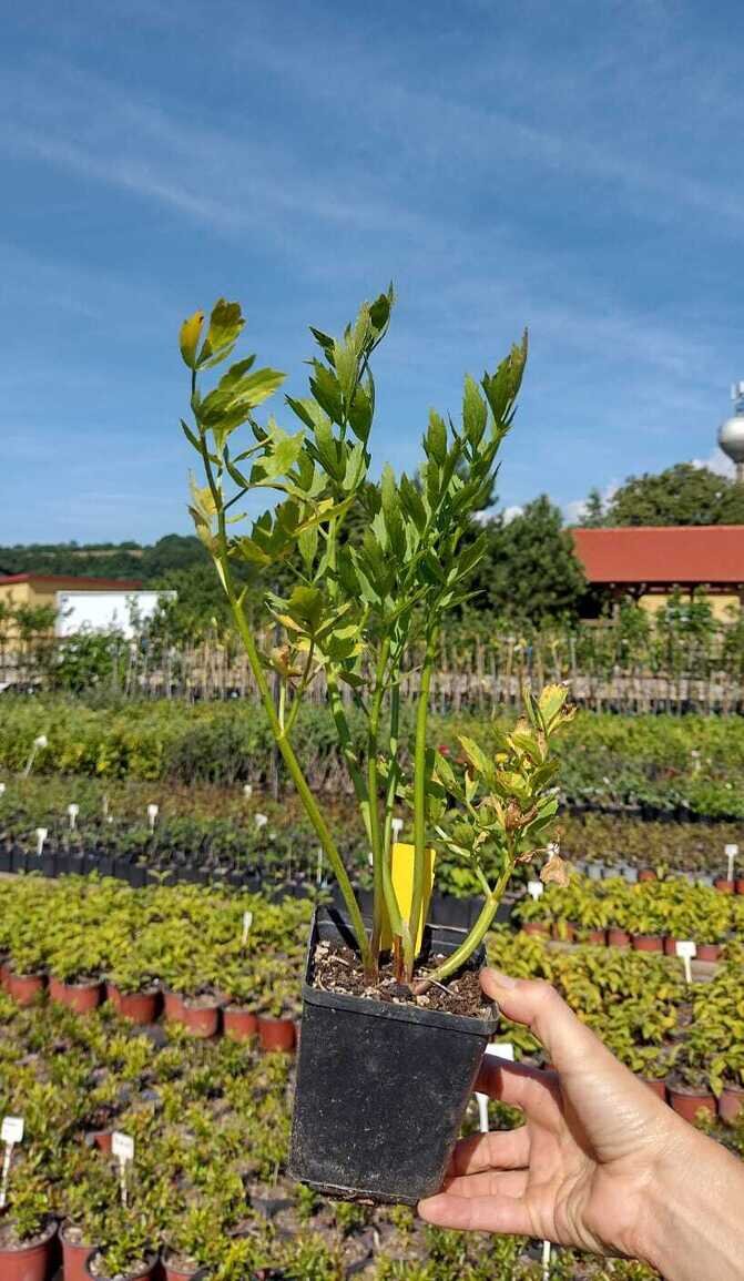 ligurcek lekarsky Levisticum officinale zelené listy bylinka kontajner