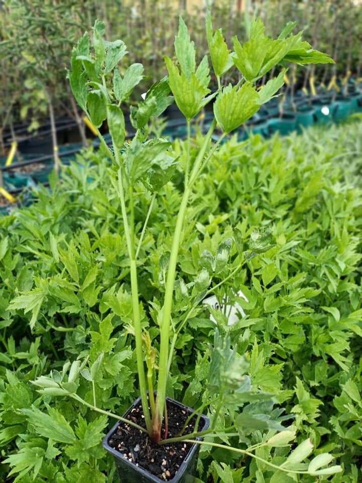 ligurcek lekarsky Levisticum officinale zelené listy bylinka kontajner