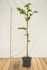 lipa malolistá strom kontajner tilia cordata