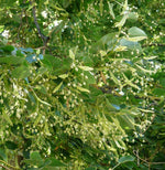 lipa malolistá kvety tilia cordata