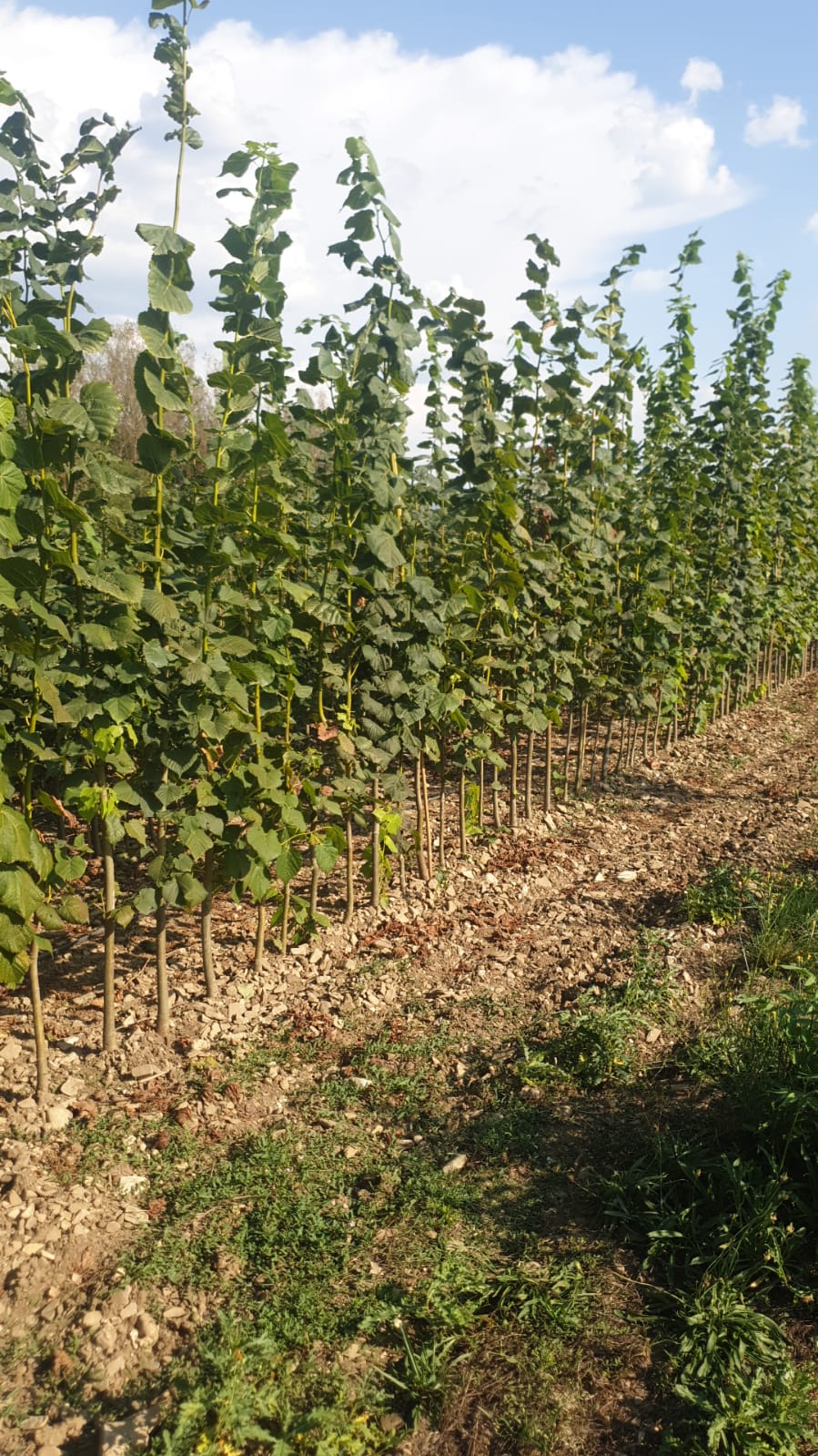 lipa veľkolistá stromy v poraste tilia platyphyllos