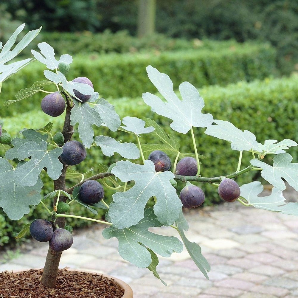 Figa Little Miss Figgy