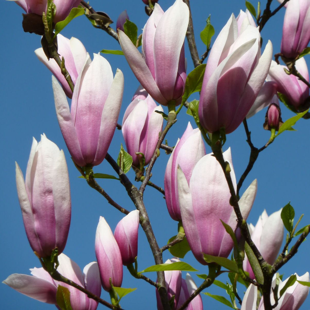 Magnólia Sentinel kvety detail