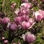 Magnólia Soulangeova kvety detail