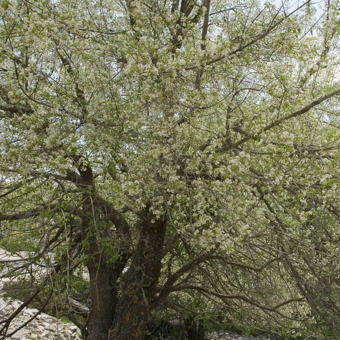 mahalebka prunus mahaleb strom