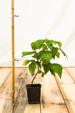 malina autumn bliss rastlina kontajner	
OKMAUTBLIK