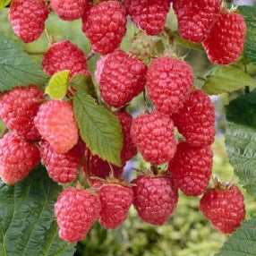 Malina Delniwa plody detail