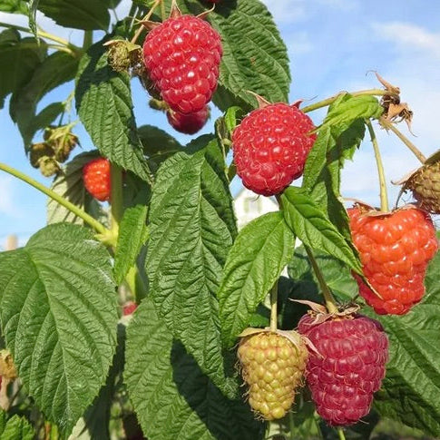 Malina Enrosadira plody detail OKMENROK