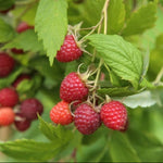 Malina Glen Ample plody detail 	
OKMGLEAK