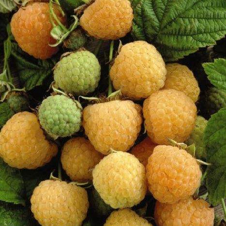 Malina Golden Everest plody detail OKMGOLEK