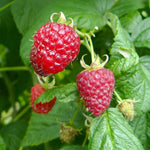 Malina Solu Rot plody detail 	
OKMSOLRK