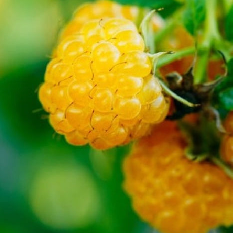 Malina Sugana Gelb plody detail žltá malina OKMSUGGK