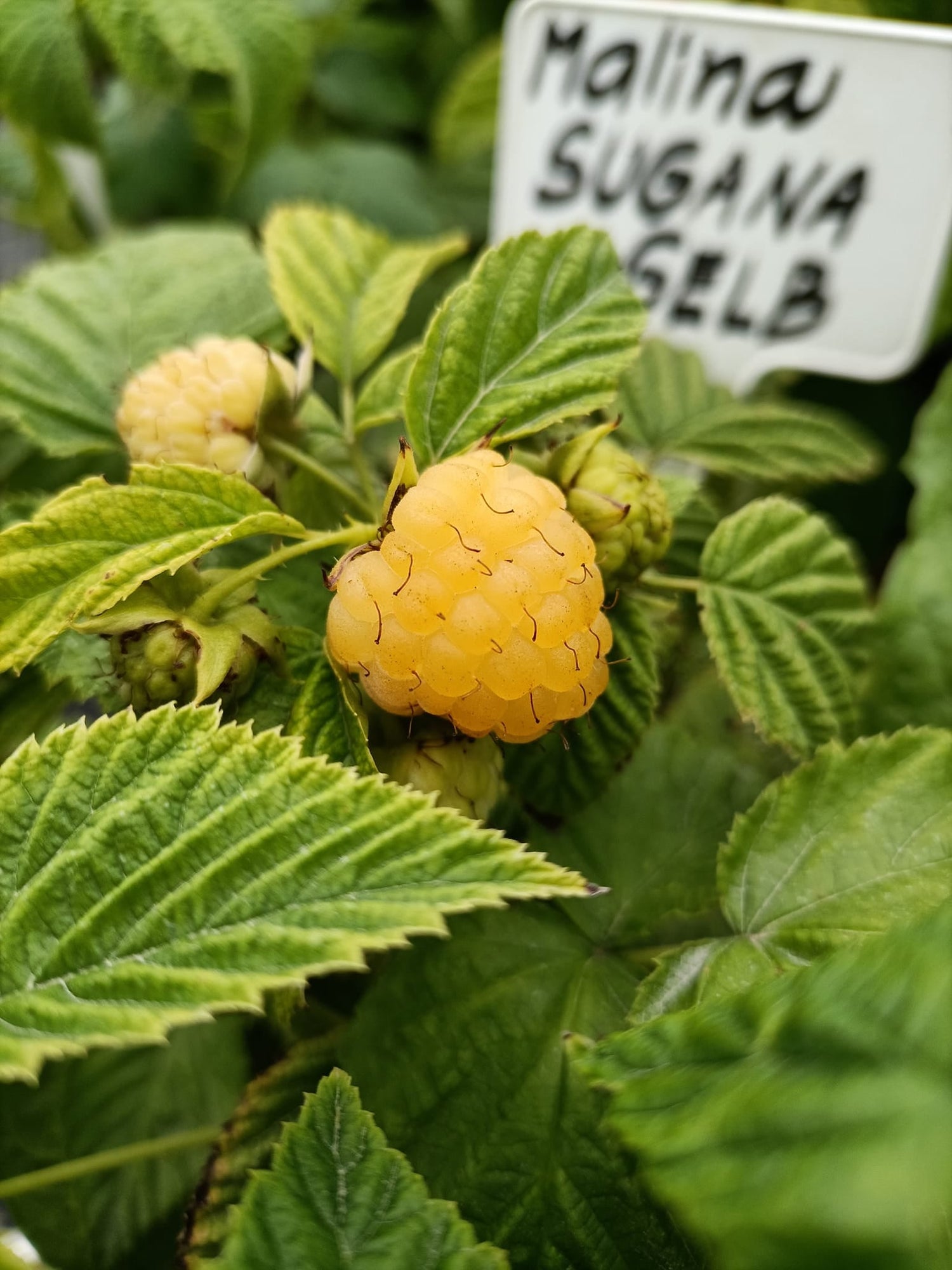 Malina Sugana Gelb plody detail žltá malina OKMSUGGK
