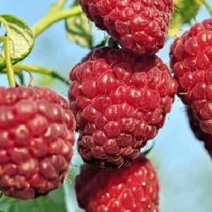 Malina Tulameen plody detail 	
OKMTULK